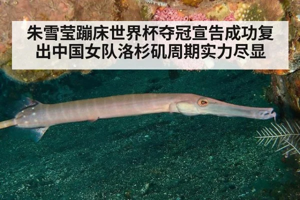 朱雪莹蹦床世界杯夺冠宣告成功复出中国女队洛杉矶周期实力尽显
